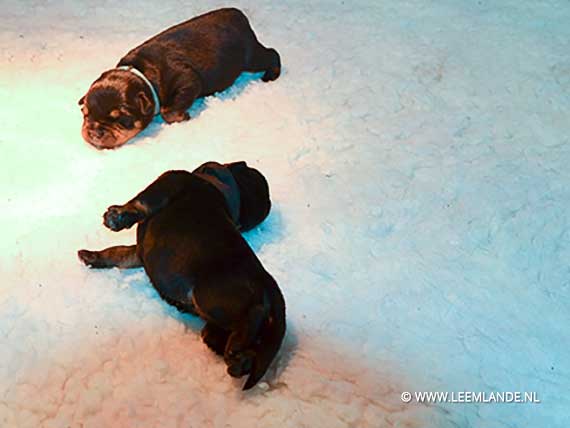 puppy's J-nest net geboren